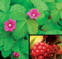 Rubus stellarcticus 'Beata'