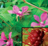 Rubus stellarcticus 'Sofia'